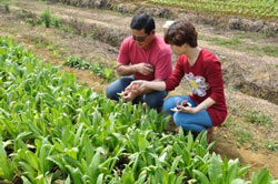 Image of people inspecting crops